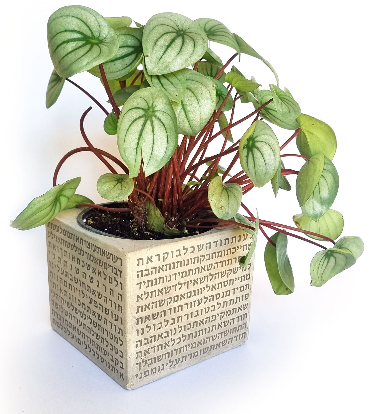 עציץ בטון דגם יהונתן